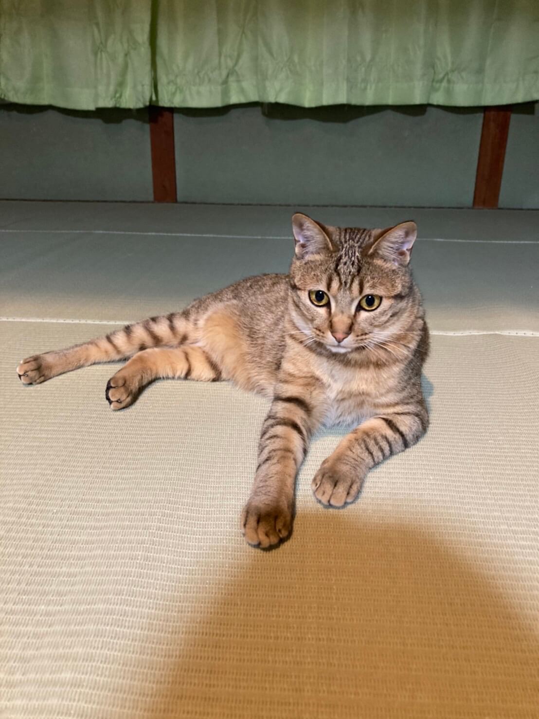 1歳キジトラ男の子【去勢済】