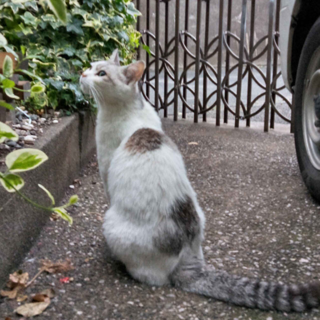 2週間(隔離期間)～3ヶ月☆天使の羽模様の女のコをお預かり下さる方を募集しています！！