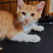 生後３か月の茶白の男の子３匹