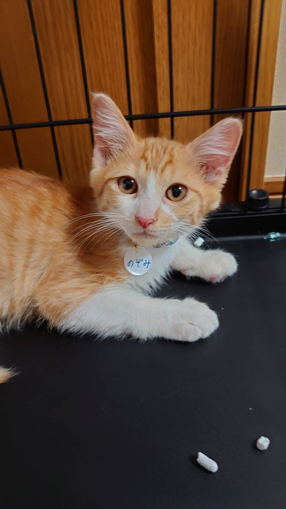 生後３か月の茶白の男の子３匹