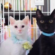 生後２か月半くらいの黒猫の男の子ワルツくん