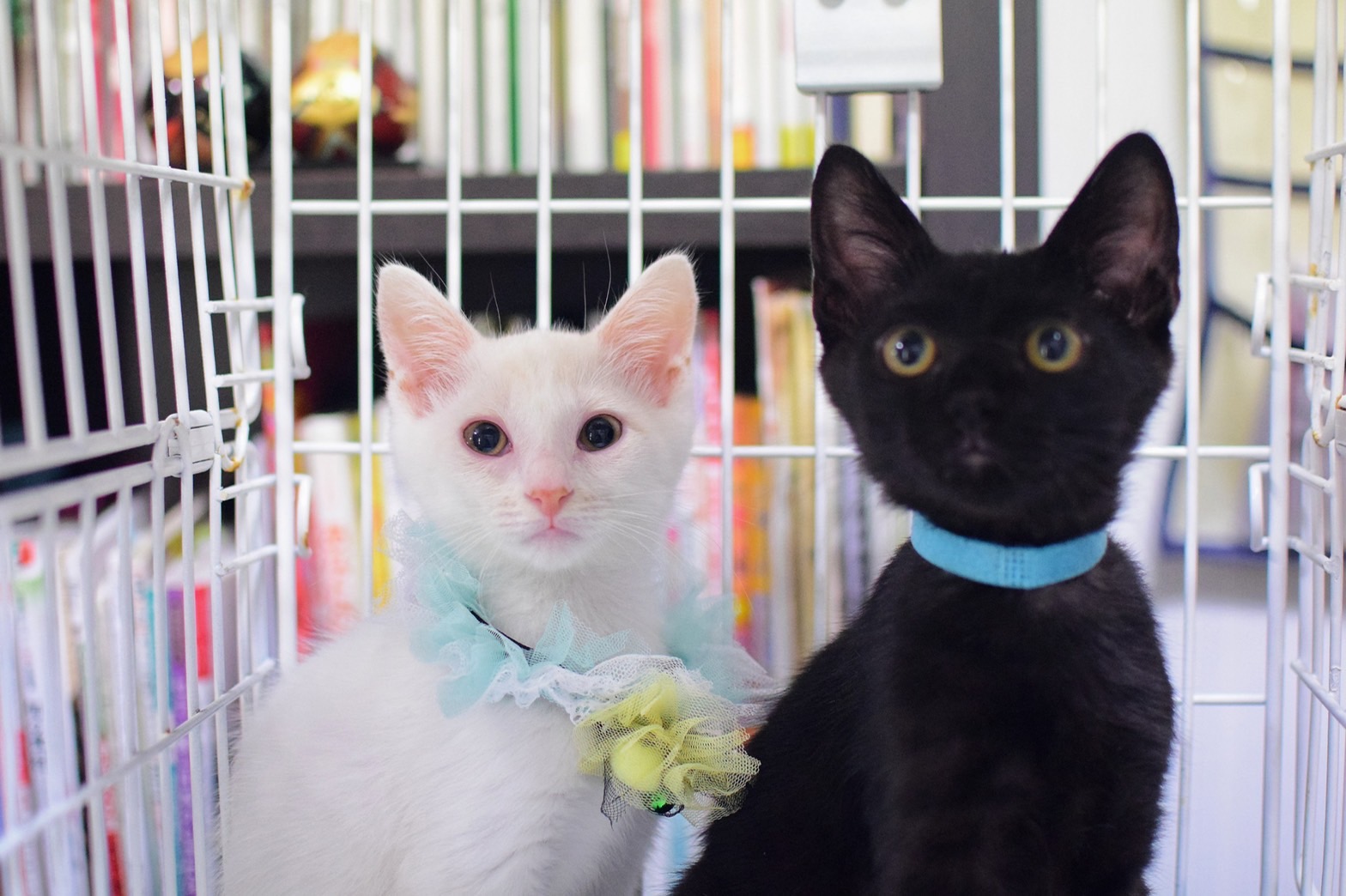 生後２か月半くらいの黒猫の男の子ワルツくん