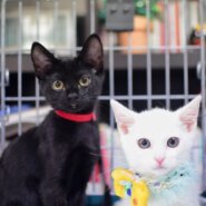 生後２か月半の黒猫の女の子ドレミちゃん