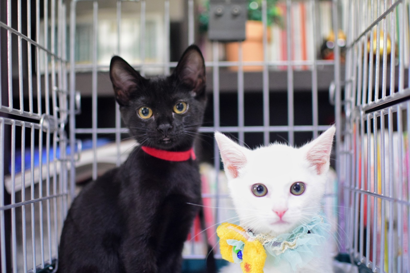 生後２か月半の黒猫の女の子ドレミちゃん