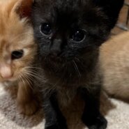 生後２ヶ月の女の子です