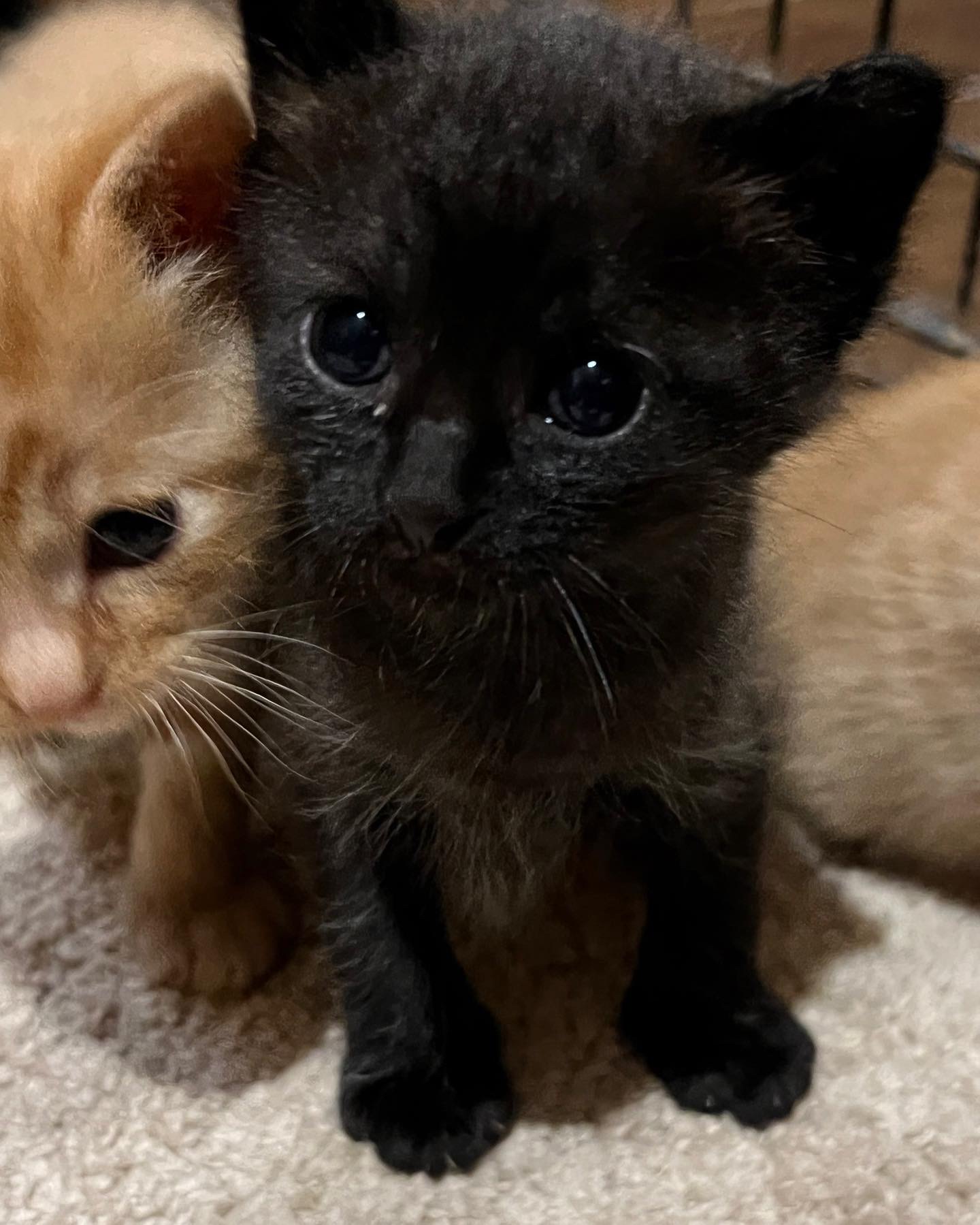 生後２ヶ月の女の子です