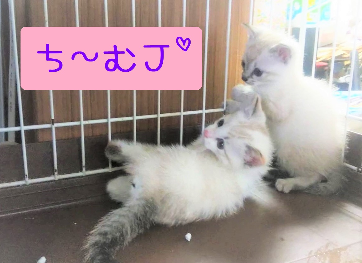 超☆子猫ラッシュ!! in小牧☆保護猫の譲渡会2022年7月2日（土）～ 非営利団体　 ちーむ にゃいんず