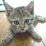 麦わらの子猫の女の子です！