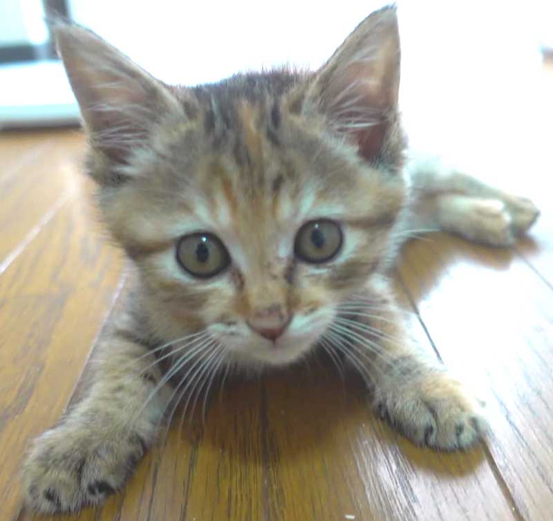 麦わらの子猫の女の子です！