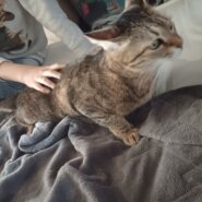 キジトラ女の子