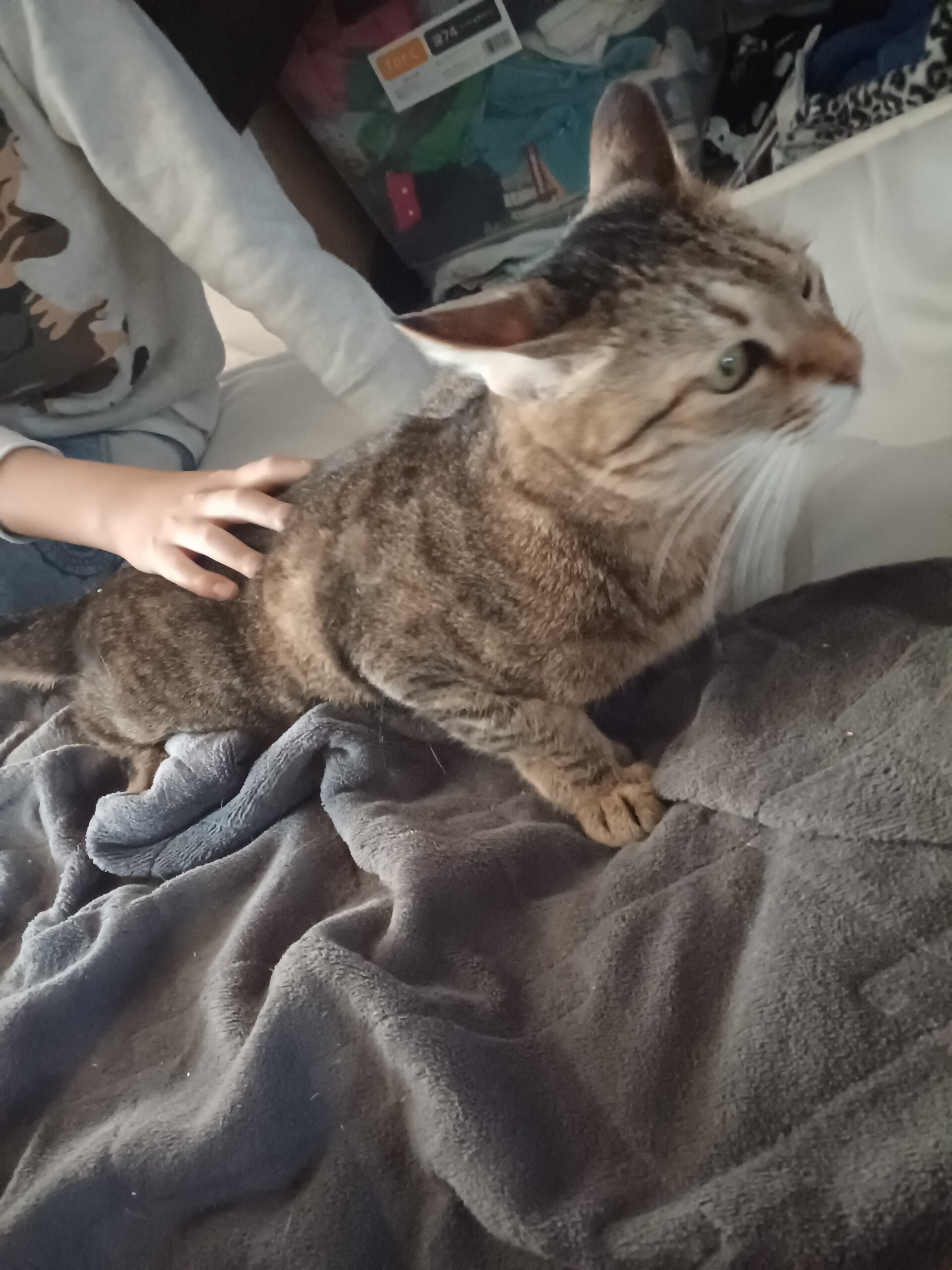 キジトラ女の子