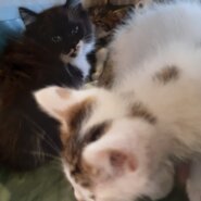 生後推定３か月の雄、雌猫５匹