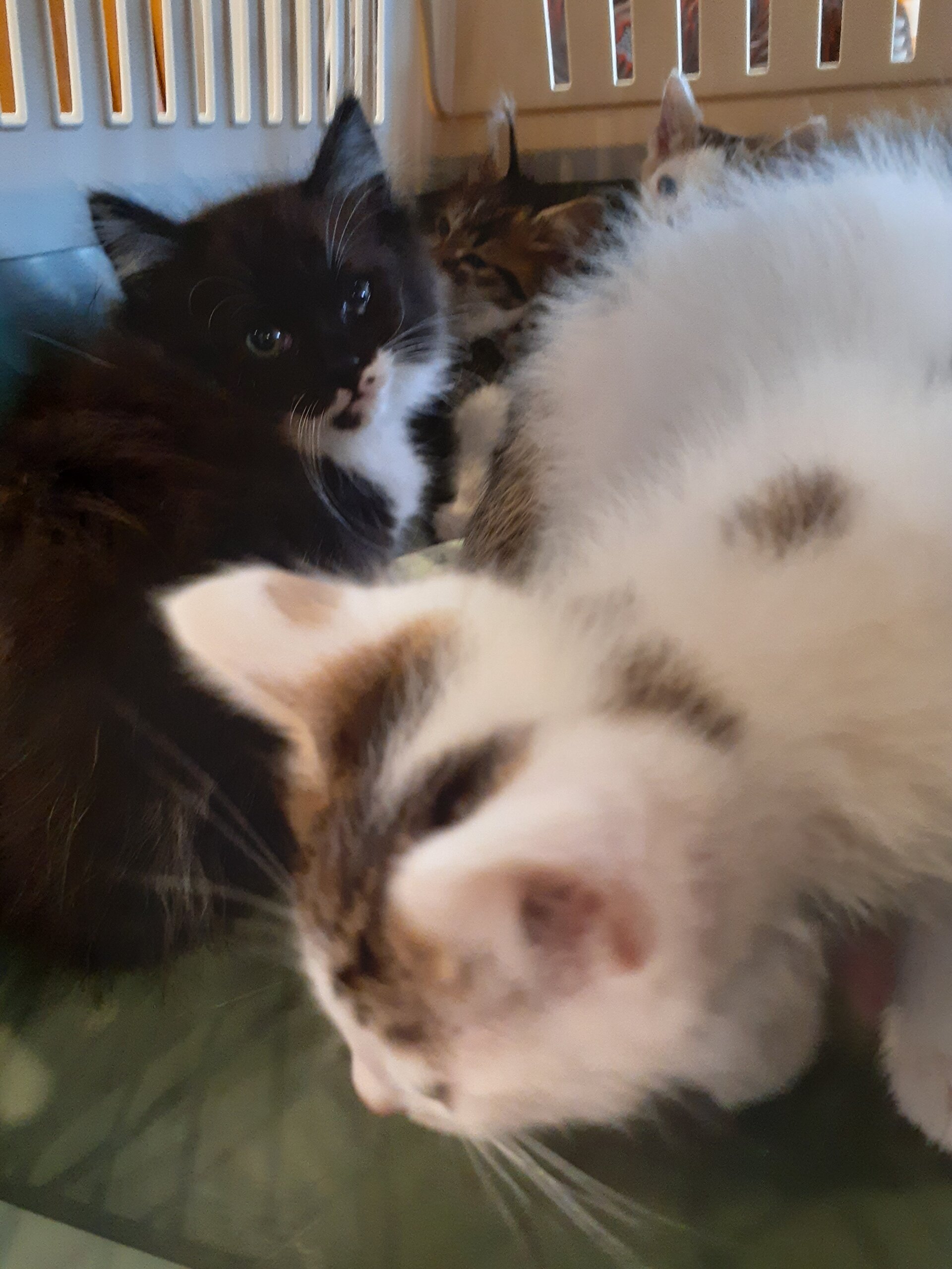 生後推定３か月の雄、雌猫５匹