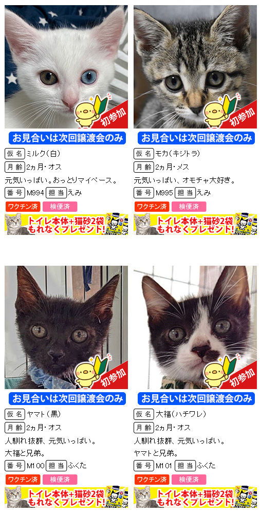 ほとんど子猫！18匹の子猫まつり！！愛知県みよし市