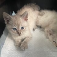 超☆子猫ラッシュ!! in豊明☆保護猫の譲渡会2022年7月2日（土）～ 非営利団体　 ちーむ にゃいんず