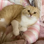 1才5ヶ月スコティッシュフォールドの女の子