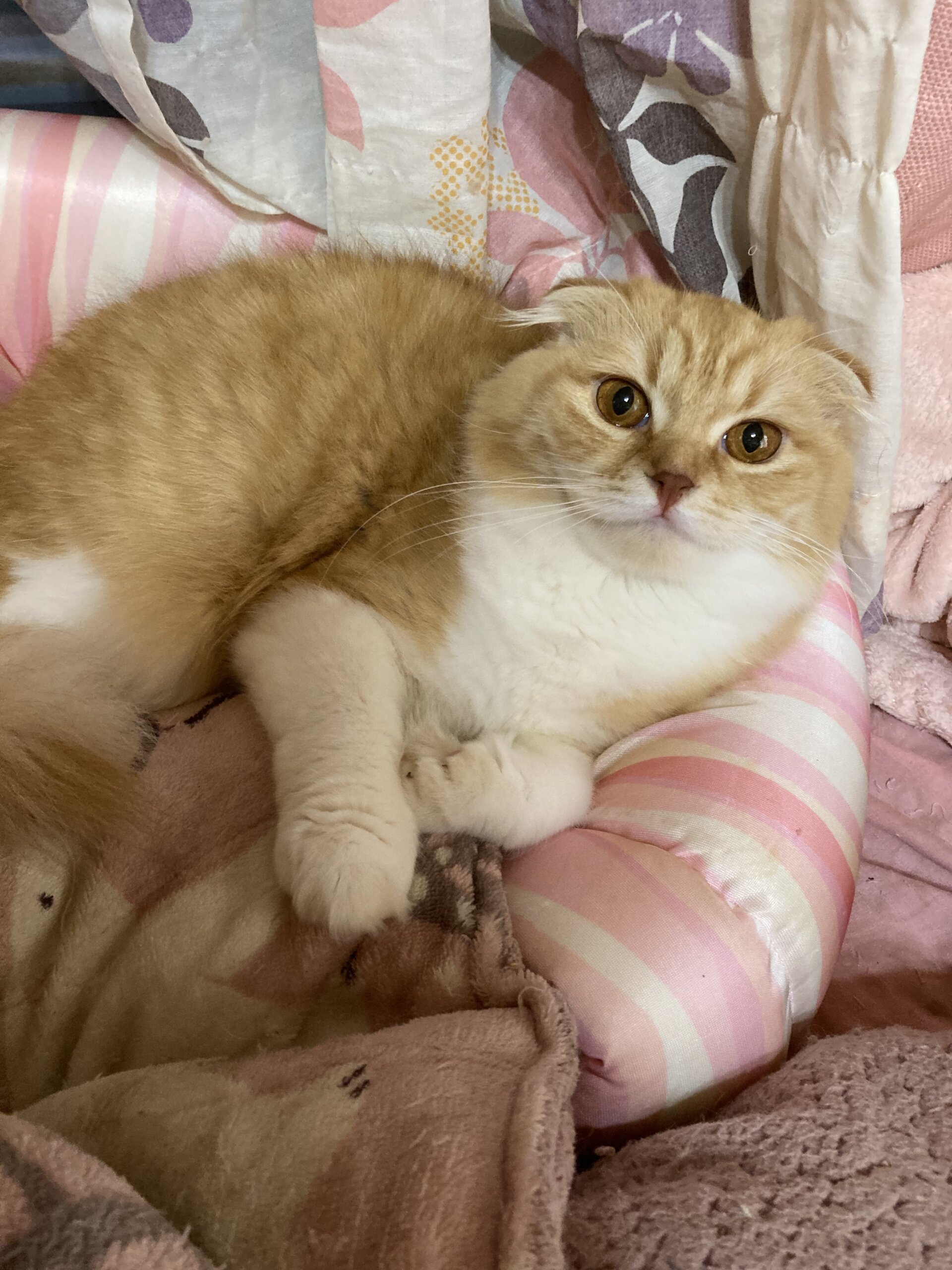 1才5ヶ月スコティッシュフォールドの女の子