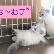 中止★超☆子猫ラッシュ!! in瀬戸◇保護猫の臨時譲渡会2022年6月25日（土）～ 非営利団体　ちーむ にゃいんず