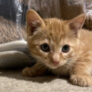 生後２ヶ月の男の子