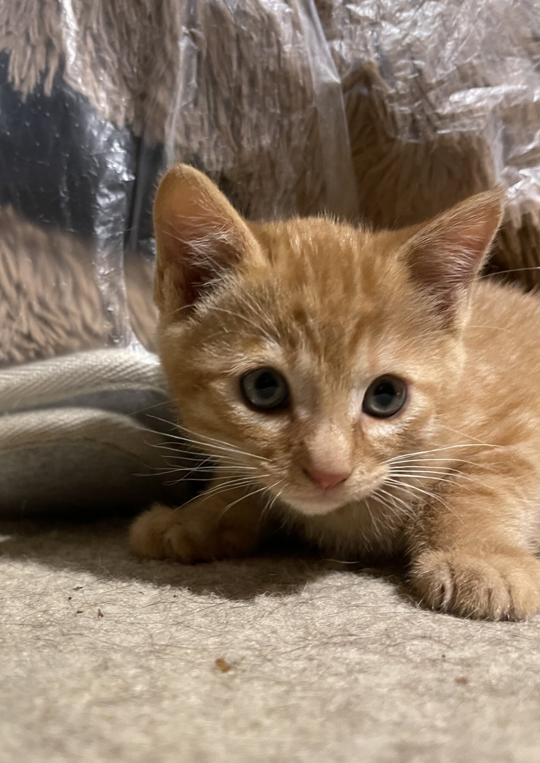 生後２ヶ月の男の子