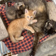 大らかイケメン茶トラ男子