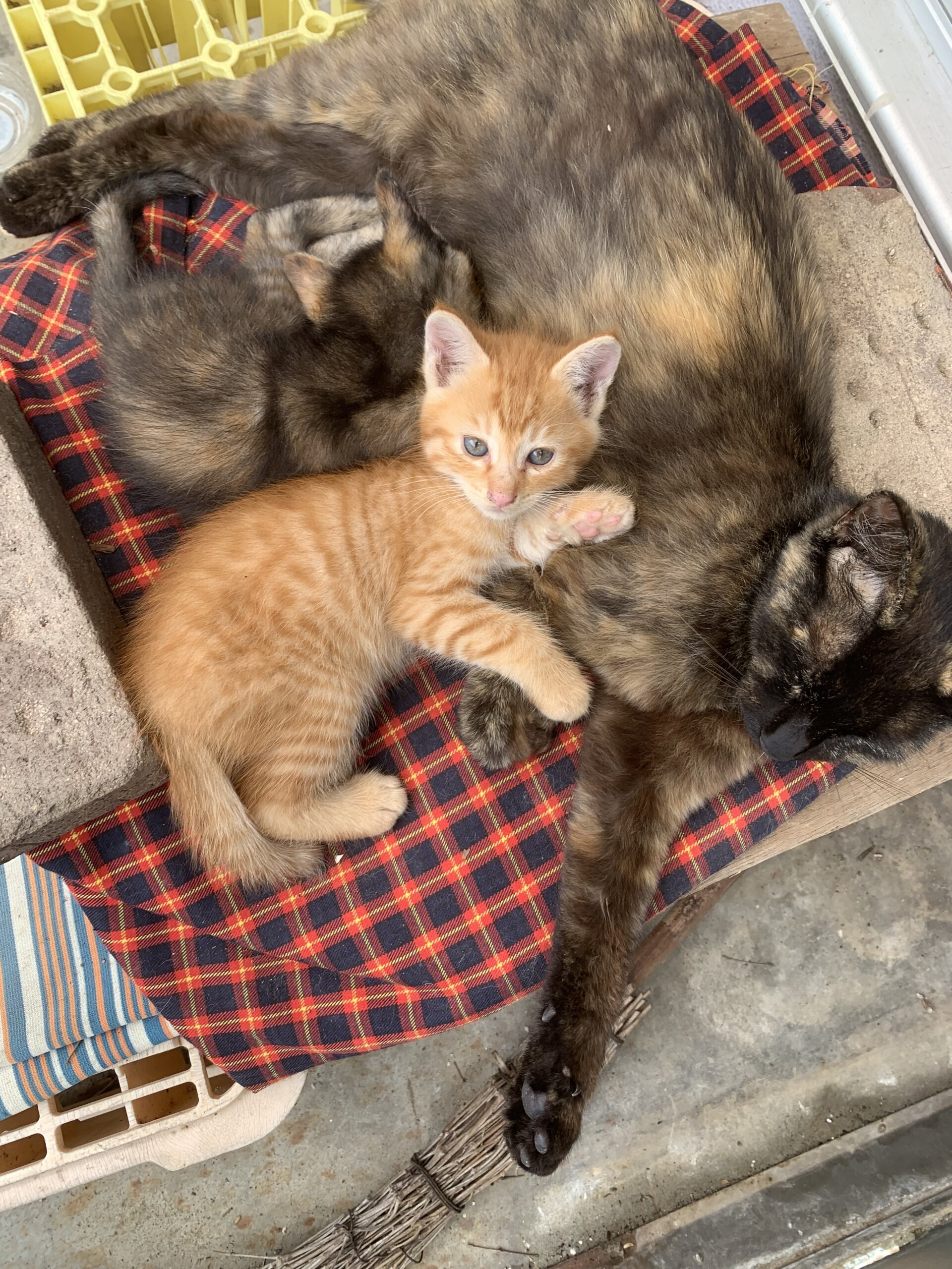 大らかイケメン茶トラ男子