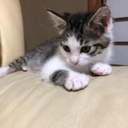 生後約3ヶ月の可愛い女の子