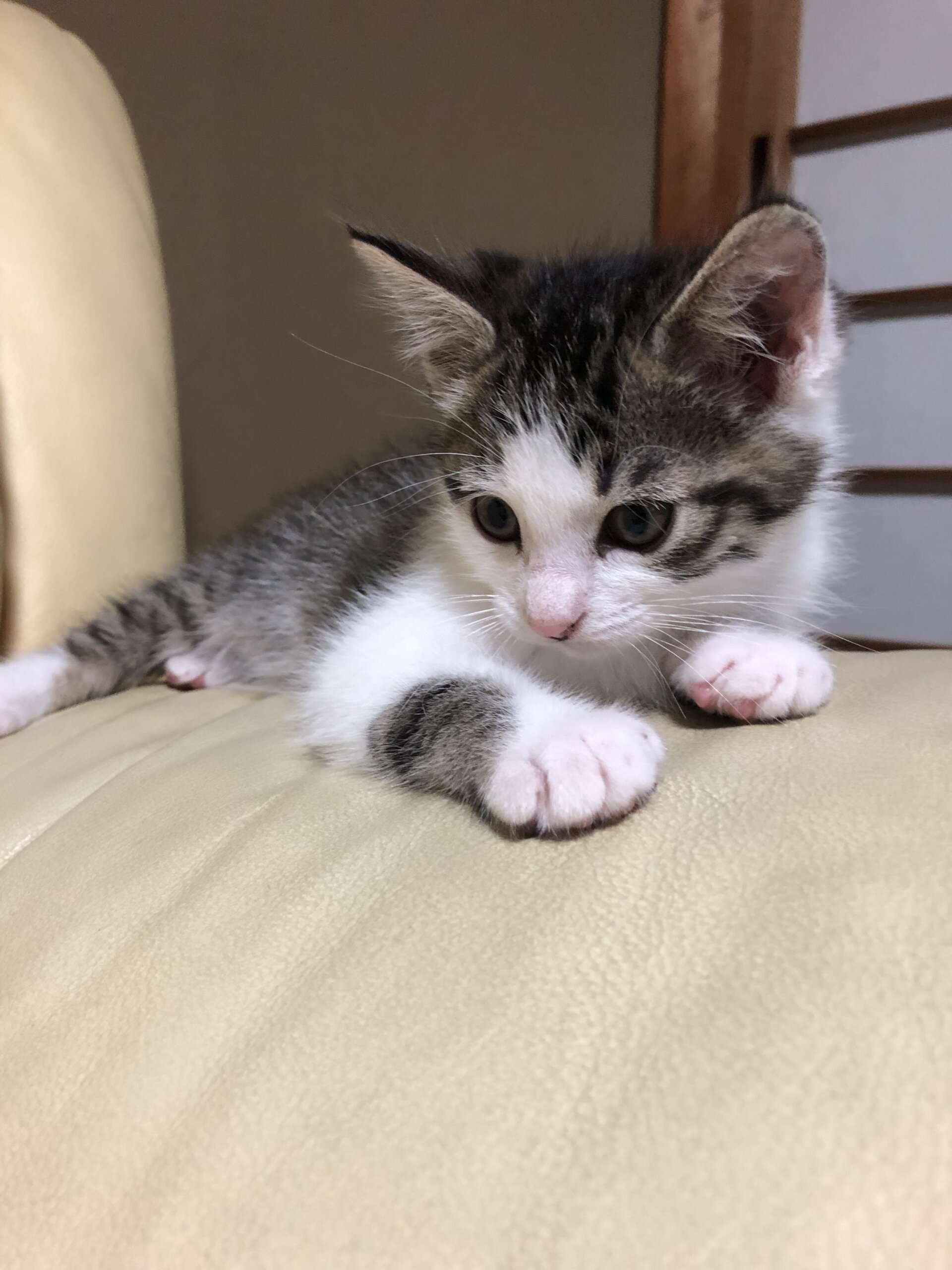 生後約3ヶ月の可愛い女の子