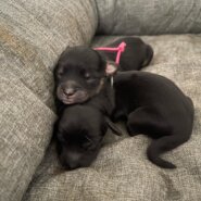 小型犬ミックス