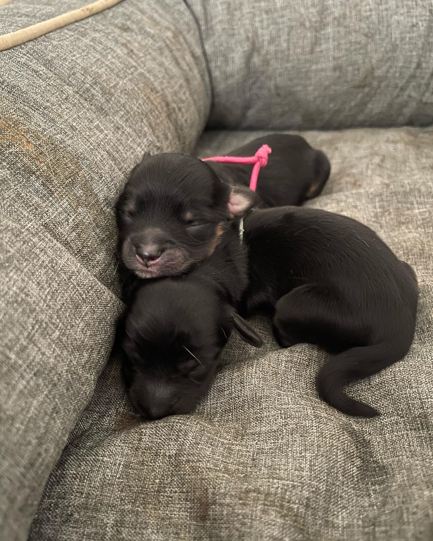 小型犬ミックス