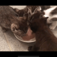 人恋しい猫さんの譲渡会