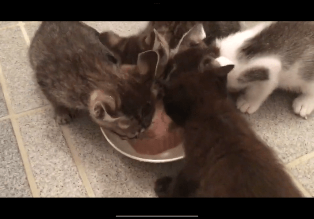 人恋しい猫さんの譲渡会