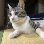 生後8ヶ月前後【子猫　白サバ男子😼】