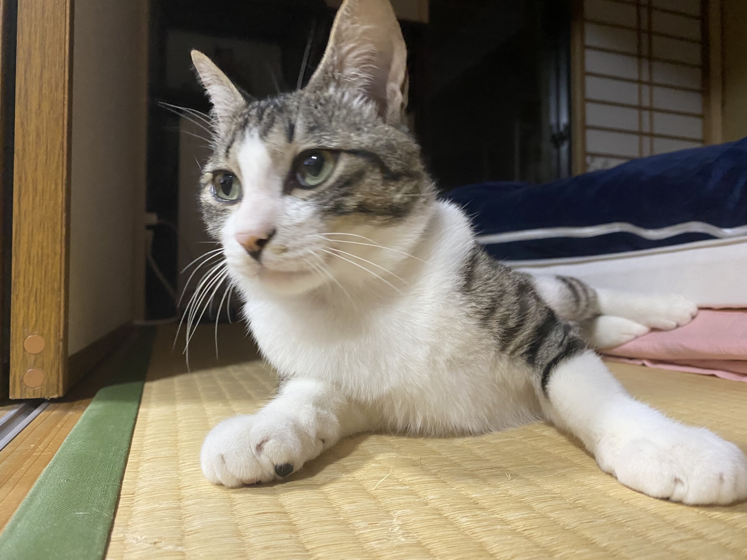 生後8ヶ月前後【子猫　白サバ男子😼】