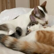 【至急】【関東甲信付近】最長12月中旬頃まで猫お預かりいただける方を探しております。