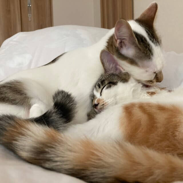 【至急】【関東甲信付近】最長12月中旬頃まで猫お預かりいただける方を探しております。