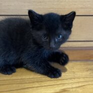 生後２ヶ月の赤ちゃん（男の子）