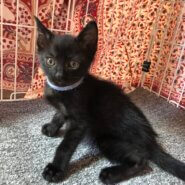 子猫の飼い主様募集　オス　メス