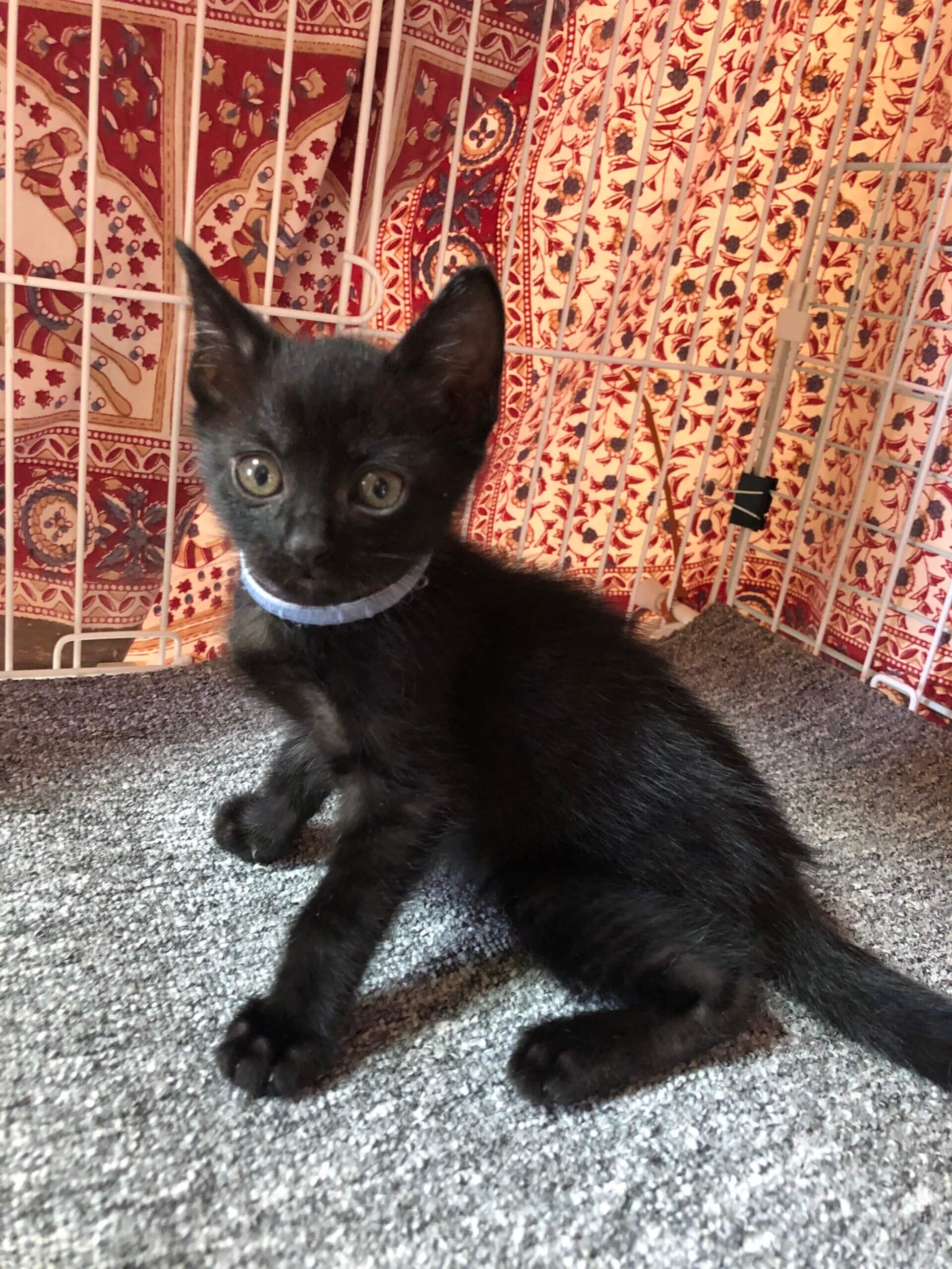 子猫の飼い主様募集　オス　メス