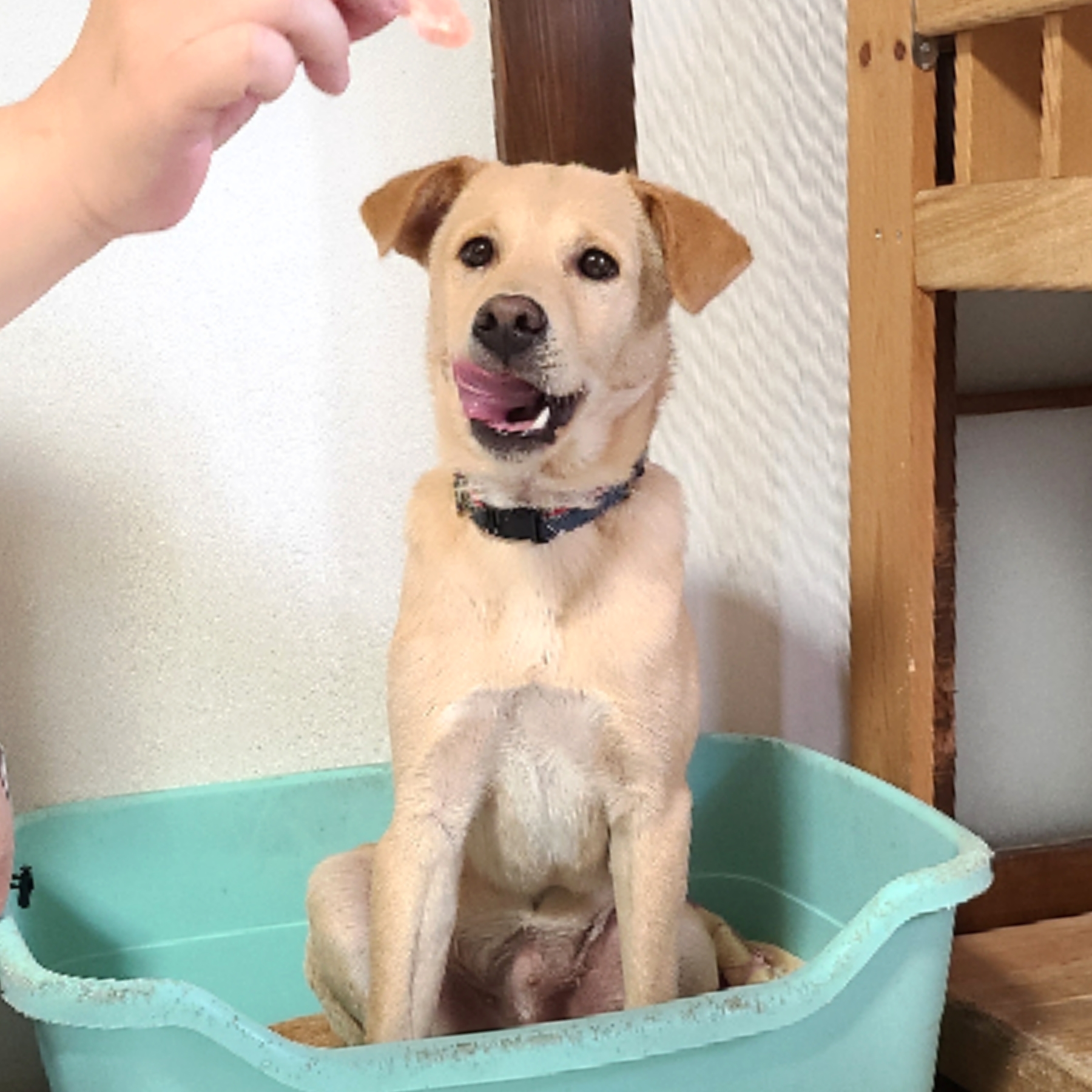 【トライアル中、受付一時停止】ラブラドール似で困り顔が可愛い「タルトくん」