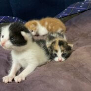 2022.5.21産まれ　3匹