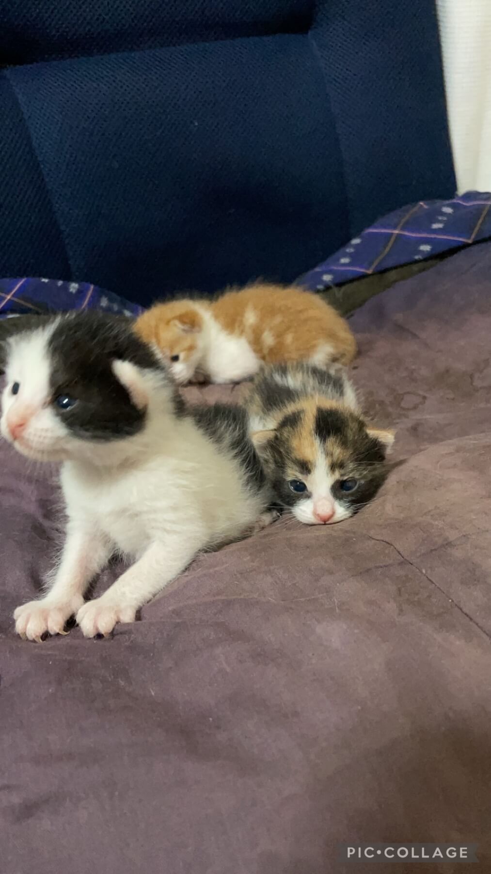 2022.5.21産まれ　3匹