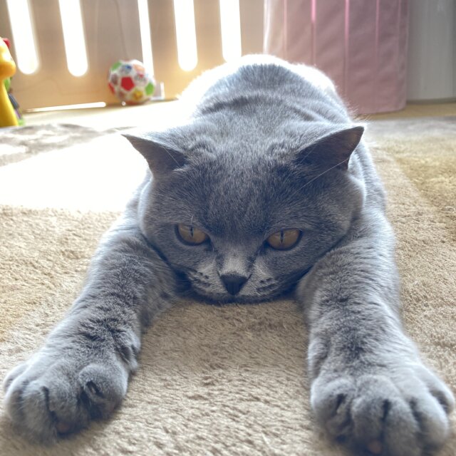 至急9月上旬まで預かり募集！