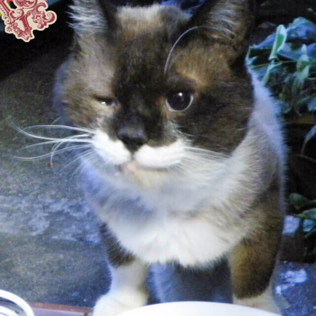 募集を一時停止させていただきます☆【猫ちゃんの一時預かりボランティア募集】☆