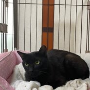 可愛い小柄な男の子