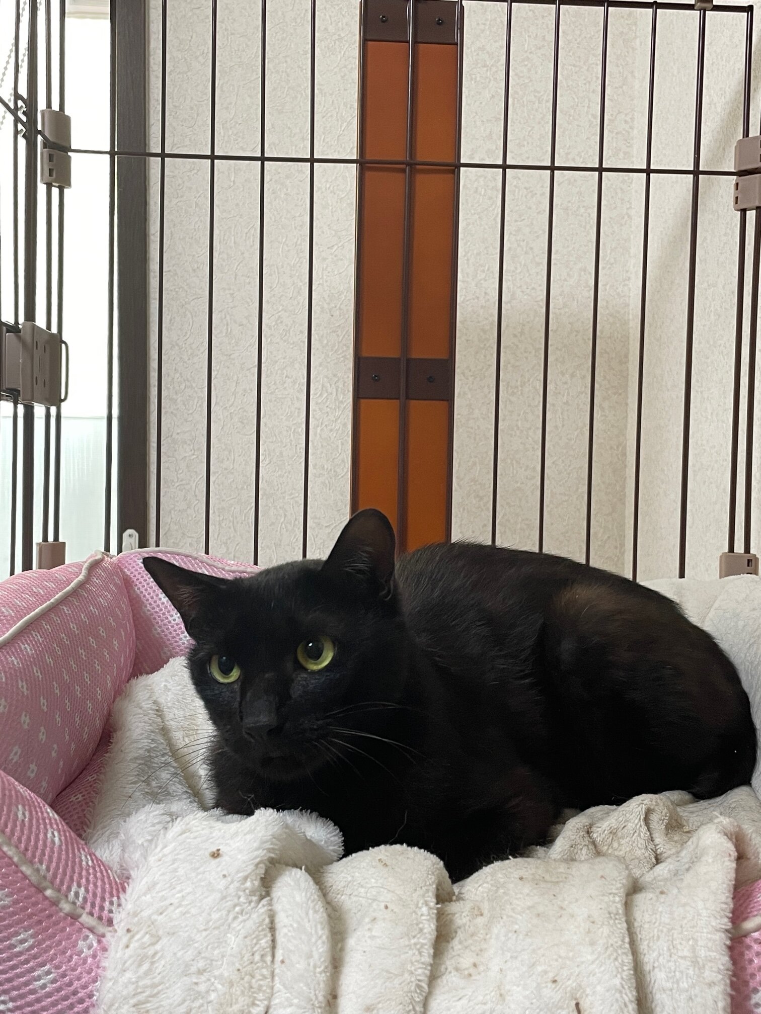 可愛い小柄な男の子