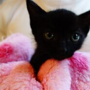 【募集一時停止中】★5月生まれの仲良し兄妹子猫あげお★