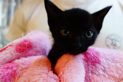 【募集一時停止中】★5月生まれの仲良し兄妹子猫あげお★