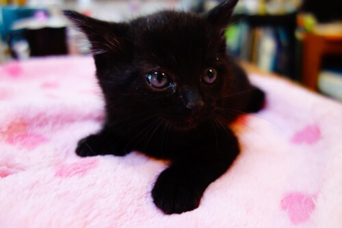 【募集一時停止中】★5月生まれの仲良し兄妹子猫あずき★