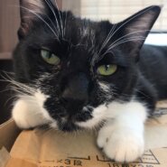 【保護猫】チコ推定1歳♂白黒